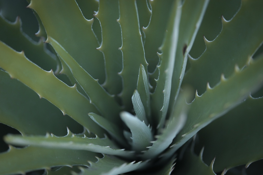 Extracto de Aloe Vera