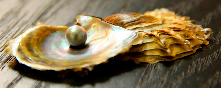 Extracto de Concha de Nacar