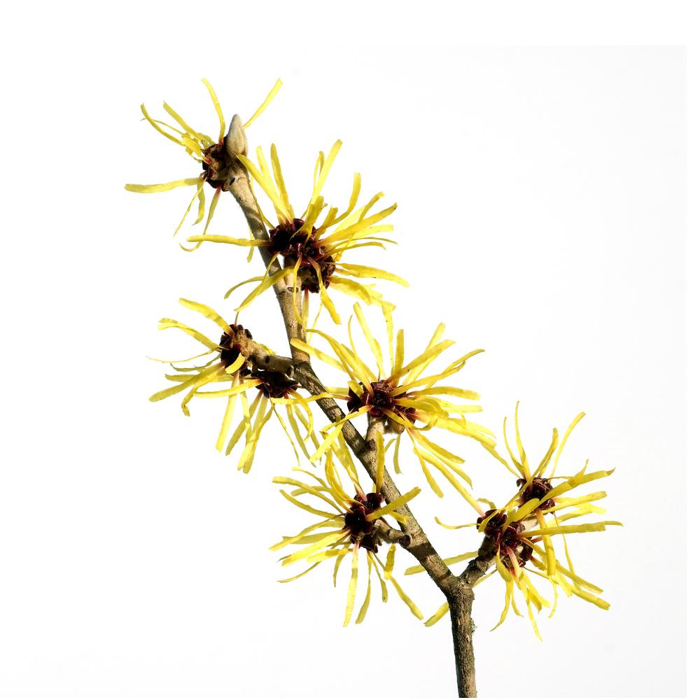 Extracto de Hamamelis