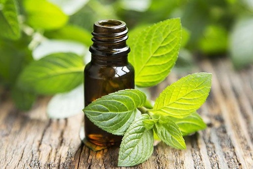 Extracto de Menta piperita